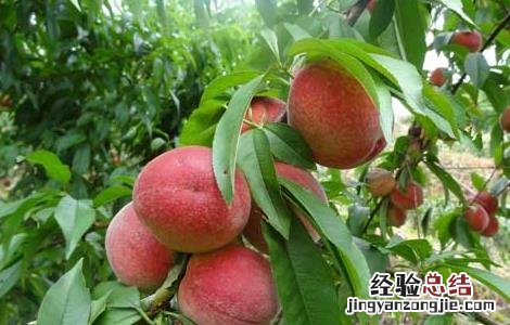 产妇可以吃桃子吗 产妇可以吃桃子吗早期