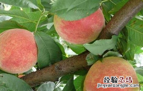 拉肚子能吃桃子吗止泻的方法 拉肚子能吃桃子吗