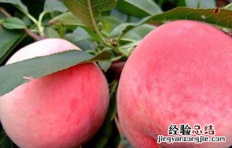 拉肚子能吃桃子吗止泻的方法 拉肚子能吃桃子吗