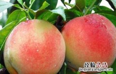 女人经期可以吃桃子吗 女性经期可以吃桃子吗