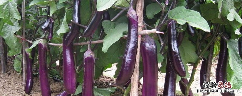 噻唑膦水剂灌根使用方法 噻唑膦灌根有药害吗