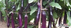 噻唑膦水剂灌根使用方法 噻唑膦灌根有药害吗