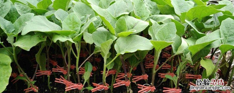 茄子秧苗打蔫后死苗是咋回事 茄子秧苗打蔫是咋回事