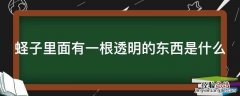 蛏子里面有一根透明的东西是什么 蛏子里面有条透明的东西是什么