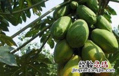 番木瓜和木瓜的区别 番木瓜是什么样的