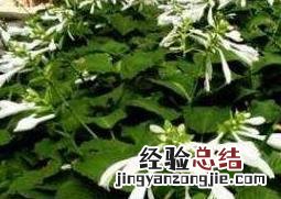 芒种花的功效与作用 芒种花的功效与作用图片