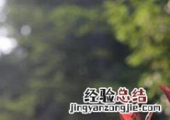 芒种花的功效与作用 芒种花的功效与作用图片