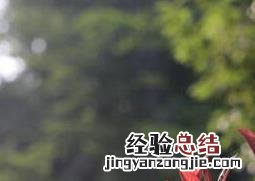 芒种花的功效与作用 芒种花的功效与作用图片