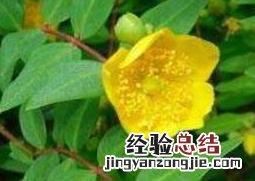 金丝桃和金丝梅的区别 金丝桃和金丝梅的区别是什么