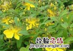 金丝桃和金丝梅的区别 金丝桃和金丝梅的区别是什么