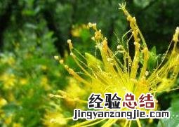 金丝梅怎么养 金丝梅的养殖方法和注意事项