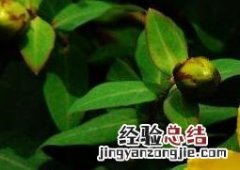 金丝梅怎么养 金丝梅的养殖方法和注意事项