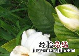 茉莉花如何养 金丝茉莉花如何养