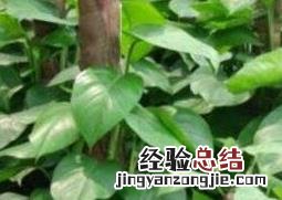大叶绿萝怎么插杆到棕柱上的? 大叶绿萝怎么插杆
