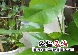 大叶绿萝怎么插杆到棕柱上的? 大叶绿萝怎么插杆