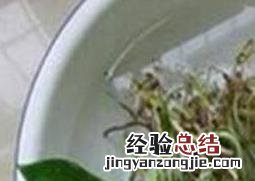 绿萝怎么水培养殖 绿萝水培养殖方法如下
