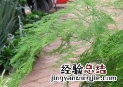 文竹如何养