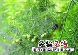 文竹如何养