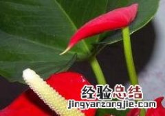 红掌怎么养 红掌怎么养才能开花