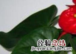 红掌怎么养 红掌怎么养才能开花