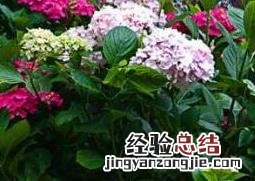 绣球花如何养成老桩 绣球花如何养