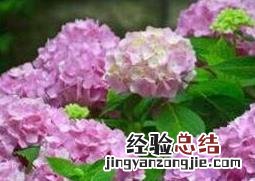 绣球花如何养成老桩 绣球花如何养