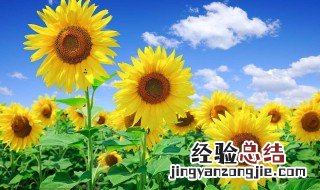 向日葵的花语象征什么意思 向日葵的花语象征什么