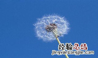 白蒲公英的花语 蒲公英的花花语