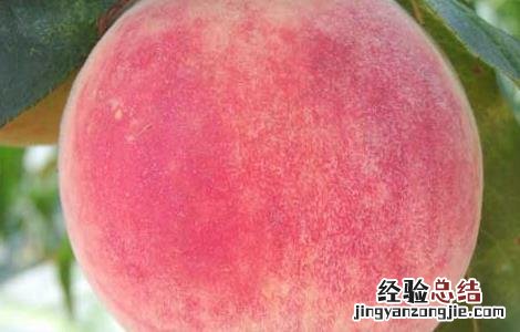 女性痛经可以吃桃子吗 女性痛经可以吃桃子吗冬天