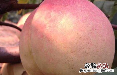 女性痛经可以吃桃子吗 女性痛经可以吃桃子吗冬天