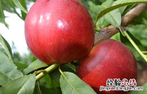 桃子不能和什么一起吃 桃子不能和什么一起吃 有毒