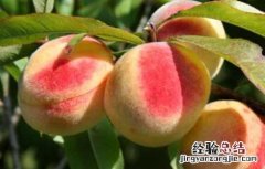 桃子不能和什么一起吃 桃子不能和什么一起吃 有毒