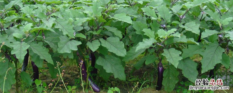 茄子育苗与移栽时间 茄子苗什么时候移栽