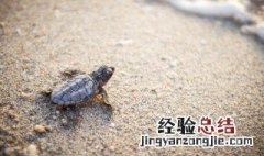 龟怎么做汤好 龟怎么做汤好喝又营养