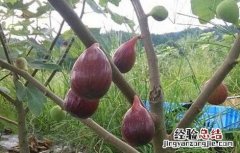 吃无花果有哪些禁忌食物 吃无花果有哪些禁忌