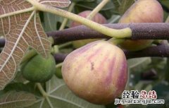 哺乳期可以吃无花果吗 哺乳期可以吃无花果吗,宝宝会不会过敏