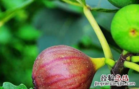 哺乳期可以吃无花果吗 哺乳期可以吃无花果吗,宝宝会不会过敏