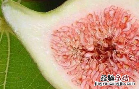 无花果不能和什么一起吃 无花果不能和什么一起吃 容易导致肠梗阻