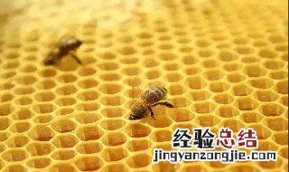 蜂房的功效与作用 蜂房的用法与用量