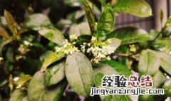 冬季桂花栽植方法 冬季栽桂花树的方法