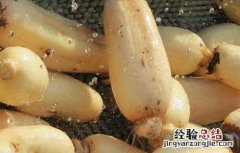 莲藕不能和什么一起吃 七种食物不能共食 莲藕不能和什么一起吃