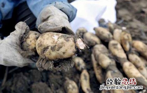 莲藕不能和什么一起吃 七种食物不能共食 莲藕不能和什么一起吃