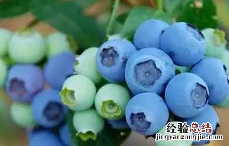 蓝莓连皮一起吃吗糖尿病人能吃蓝莓 蓝莓可以连皮一起吃吗