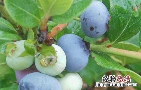 蓝莓连皮一起吃吗糖尿病人能吃蓝莓 蓝莓可以连皮一起吃吗