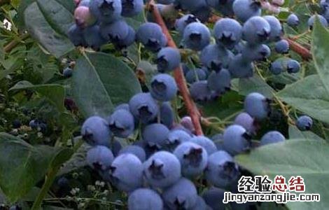 蓝莓连皮一起吃吗糖尿病人能吃蓝莓 蓝莓可以连皮一起吃吗