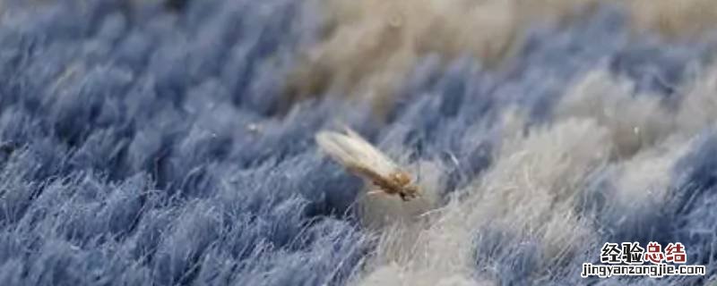 衣蛾一般什么季节出现 蛾蚋在哪个季节出现