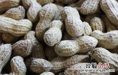 痛风患者能吃花生吗为什么 痛风患者能吃花生吗