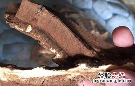 哪种人不适合吃灵芝 哪些人适合吃灵芝