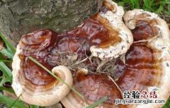 哪种人不适合吃灵芝 哪些人适合吃灵芝