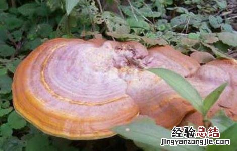 哪种人不适合吃灵芝 哪些人适合吃灵芝